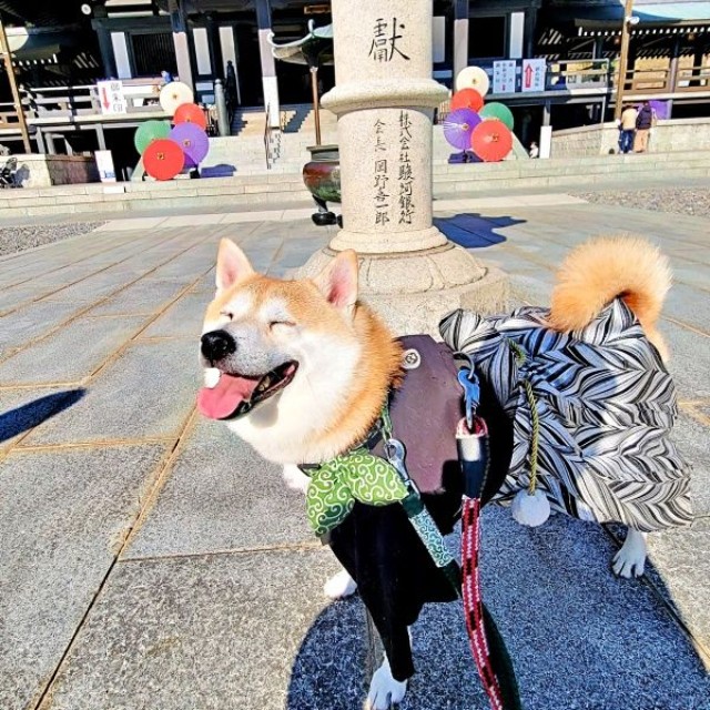 お出かけ中のらいとくん。和装がよく似合いますらいとくん（画像提供：柴犬らいと（巨柴）＆夜盲 章さん）