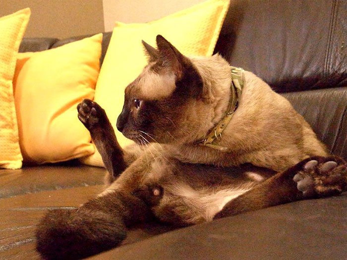 アクロバティックなポーズもできる