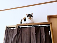 お気に入りの場所からこちらを見つめるすみれちゃん（画像提供：みかん（猫のすみれ&レオリン）さん）