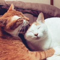 甘えん坊なチャーくん（左）と好奇心旺盛でビビリなむぎちゃん（右）