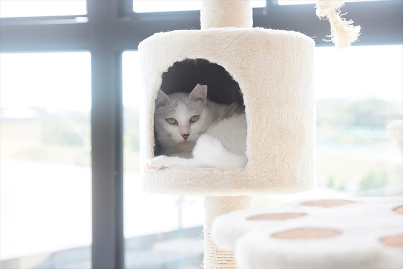 どの子も体調に合わせたフードを与えられ、遊ぶスペースも十分。現在の環境を整えるための費用は、ほぼすべて坂上さんの持ち出しです。猫たちのケージには、各自の好みに合わせた猫ベッドや猫砂を完備（中西真基撮影）