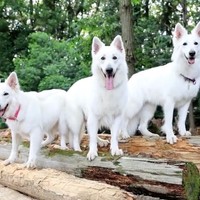 ハッピーエンドな世界線の『もののけ姫』はきっとこんな感じ！（動画からキャプチャー／提供：Rookieさん @kainehenalu）