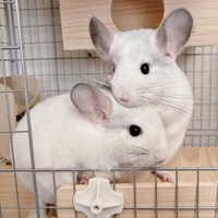 双子のチンチラ（左から）弟のましゅくん、兄のまろくん（画像提供：チンチラすきさん）