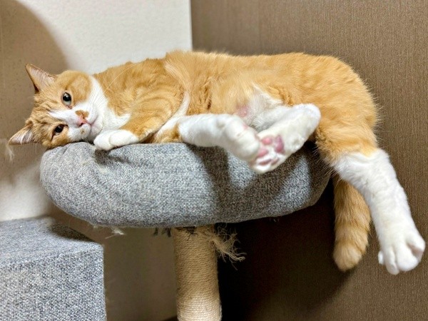 キャットタワーの上で寝そべるさんてくん（画像提供：さにたすさんてちくわ丸の人さん）