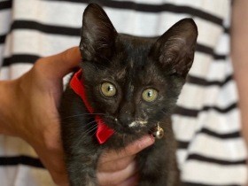 キャンプ場は野良猫の遭遇率高し　保護したサビ猫、寂しさから解放されのどをゴロゴロ