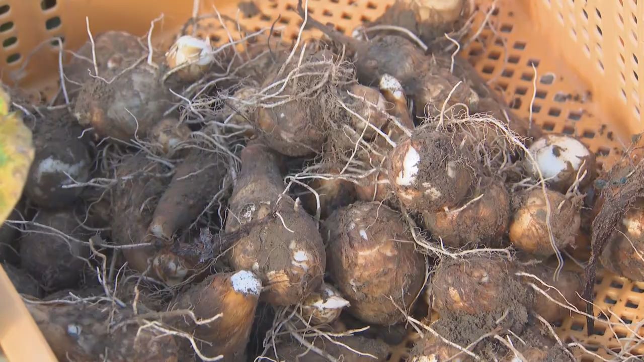 幻のサトイモ・上伊場野里芋　収穫が最盛期　宮城・大崎市