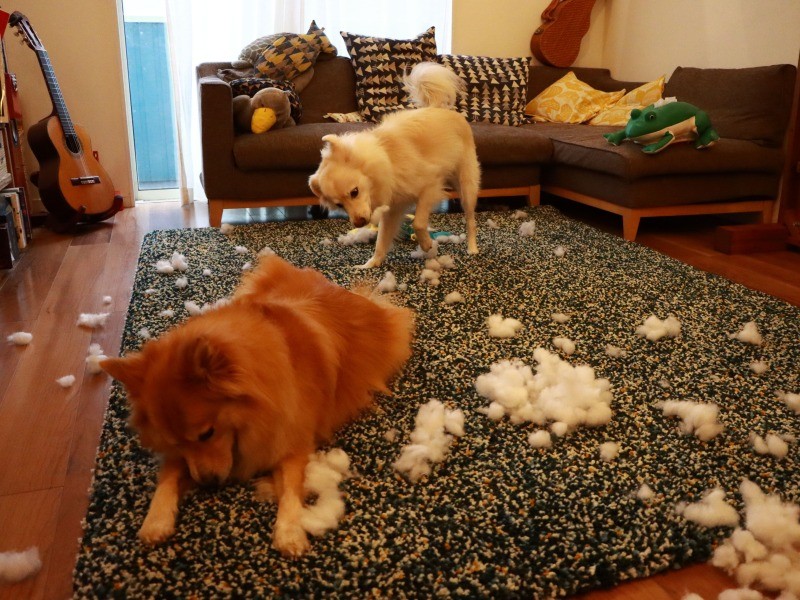 大人になっても散らかす大福