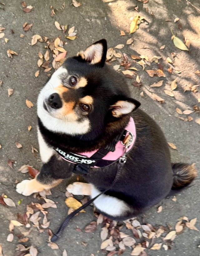 お散歩中に見つめてくるこつめちゃん（提供：🐕ぽちゃこつ7.18🐕さん）