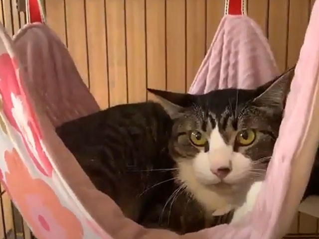 Sippoオンライン譲渡会 出会いを待っている15匹の猫たち 犬 猫との幸せな暮らしのためのペット情報サイト Sippo