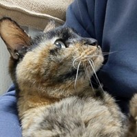 飼い主さんに抱っこされるココアさん（画像提供：ココアさんパパさん）