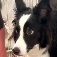 ビックリのエマちゃんをアップでどうぞ！（提供：エマ/Emma🐾さん）