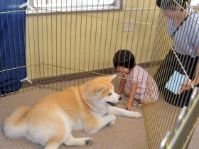 ザギトワ効果？「秋田犬ふれあい処」が１年で来場者２万人越え