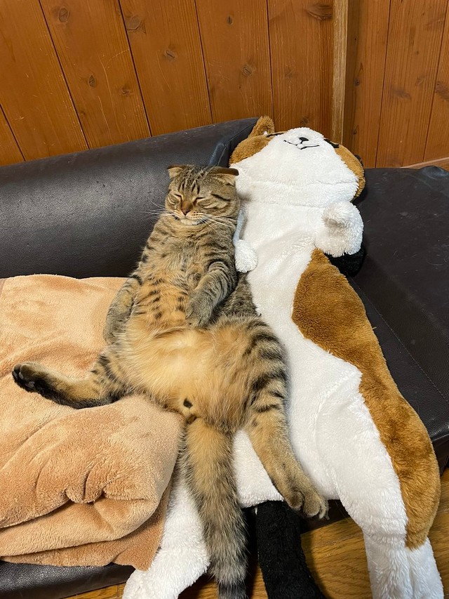 お腹いっぱいにゃ＝はるとさん@tomeji1106）提供