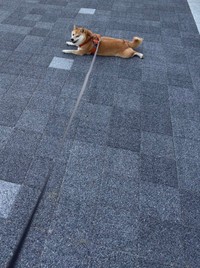 どこでもお構いなく拒否柴発動！（提供：豆柴ぐりさん）