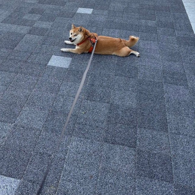どこでもお構いなく拒否柴発動！（提供：豆柴ぐりさん）