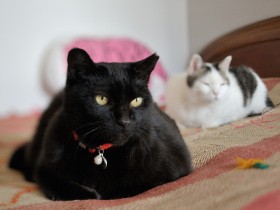 庭に現れたしゃがれ声の痩せた黒猫　何かを訴えるように鳴く姿をみて家に入れることに