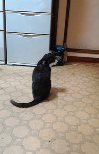 楽喜くんを育ててくれた猫ちゃんのネオくん（提供：むうむうとネコさん）