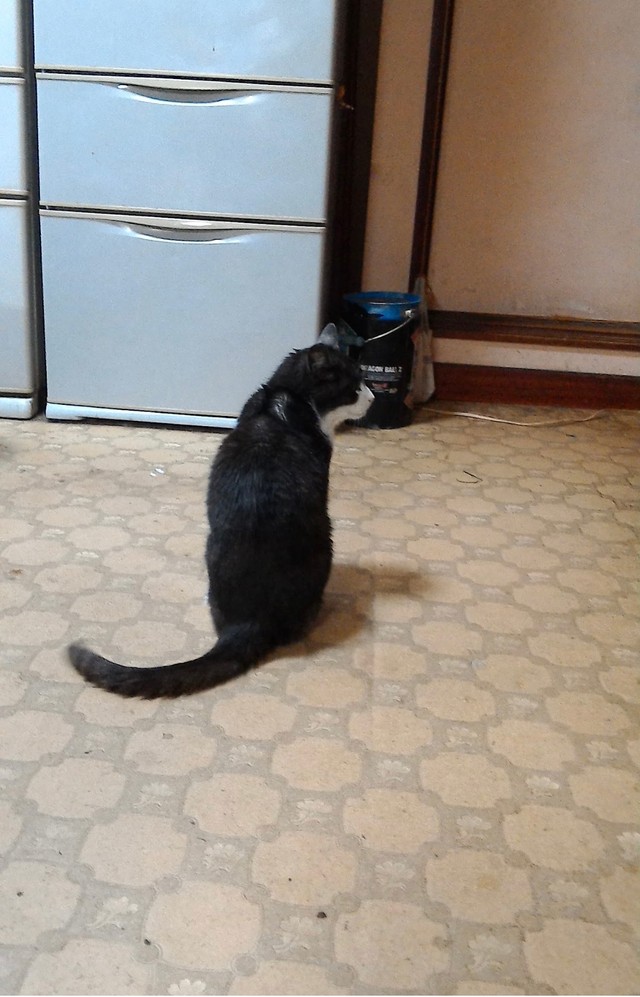 楽喜くんを育ててくれた猫ちゃんのネオくん（提供：むうむうとネコさん）