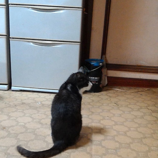 楽喜くんを育ててくれた猫ちゃんのネオくん（提供：むうむうとネコさん）