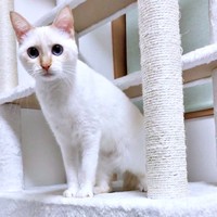 2019年11月、キャットタワーに登るひなたちゃん（画像提供：hinataさん）