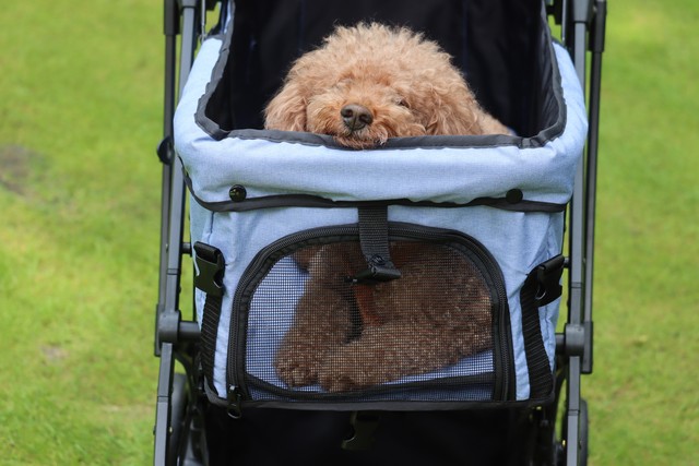 ファーストドッグカート