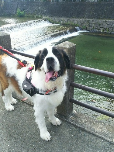 初めての１泊旅行で高山わんわんパラダイスへ。共働きのため、留守番が多いリンちゃんと１日中一緒に過ごせて、距離がぐーんと近づいた旅行になった（景子さん提供）