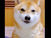 お顔を上げたようこちゃん。うるんだ瞳と切ない表情に（画像提供：シバシバお豆さん）