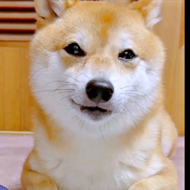 お顔を上げたようこちゃん。うるんだ瞳と切ない表情に（画像提供：シバシバお豆さん）