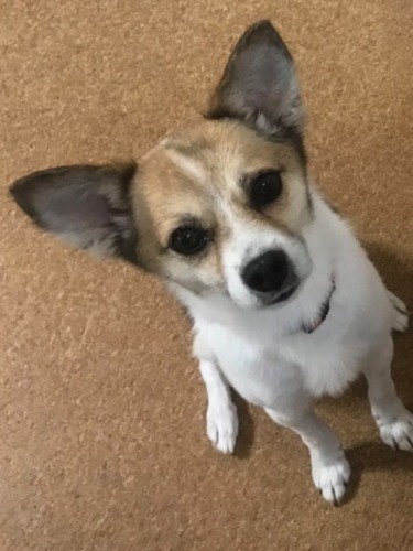 家にきたころの「キキ」