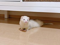 お迎えまもない頃のウユちゃん（画像提供：ウユちゃんさん）