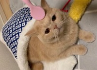 チーン！=ちゃちゃまるすももさん（@manmaruchan21）提供