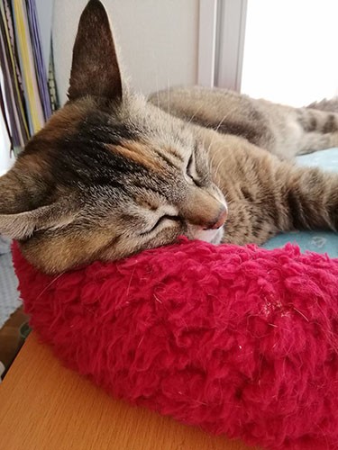 平穏がいちばんよ（雅子さん提供）