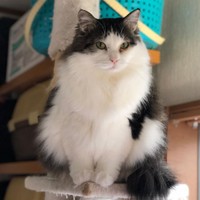 どこから見ても野良ではない。捨てられたのか迷い猫なのか。