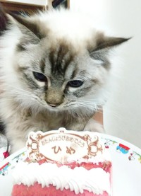 誕生日を迎え、お祝いをしてもらう姫ちゃん（画像提供：marminさん）