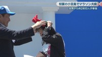 小豆島オリーブマラソン全国大会　香川・小豆島町　17日