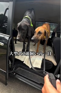 SNSでは大型犬2頭と過ごす様子を発信中／うりルチさん（@ohisamachannel）提供