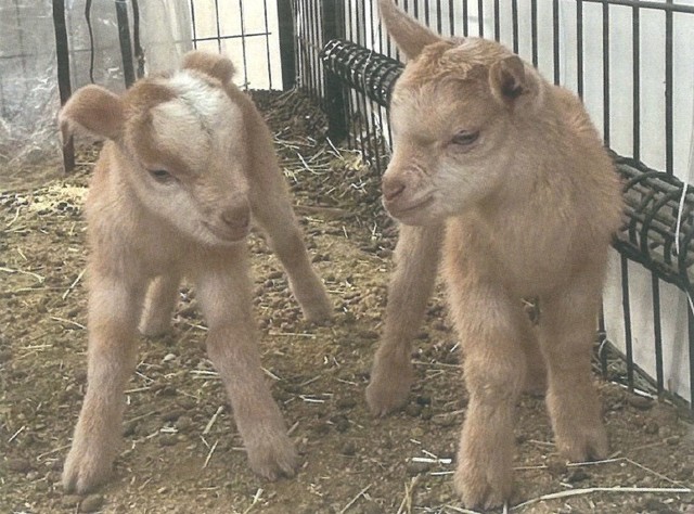 マイクロヤギの「ペーター」（左）　平井料理システム提供