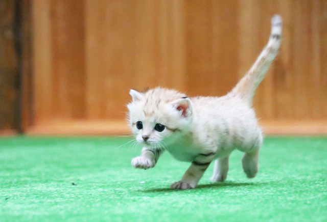 初めての展示スペースを走りまわる「スナネコ王子」（神戸どうぶつ王国提供）