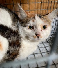 保護直後の凪ちゃん。人間を警戒し怯えています…（提供：ジルさん）