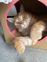 狭いところからおててだけ出てるみんたくん（提供：保護猫みんた様と下僕のぺちの助🍏さん）