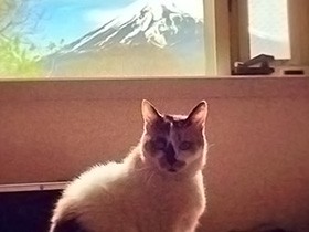 今年も一緒に桜を　いつもそばにいてくれる愛猫に「ありがとう」