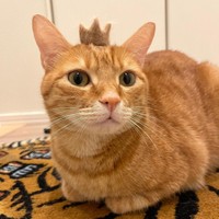 毛玉で作ってもらった王冠を乗せて