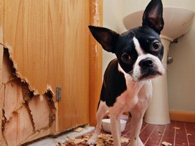 楽天ブックス: パピーケアスタッフbook - 子犬のしつけとパピー