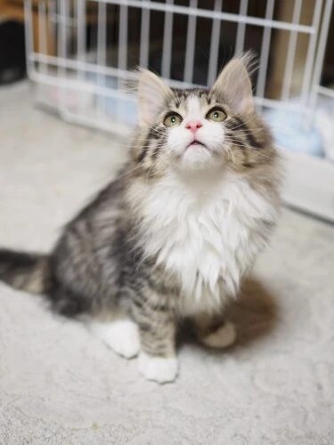 家にきたころの「レオンハルト」
