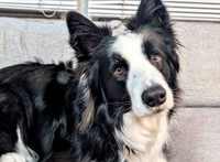 飼い主さんの声かけに耳を傾けるルークくん（画像提供：ボーダーのルークさん）