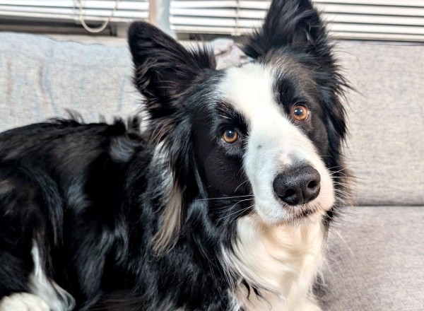 飼い主さんの声かけに耳を傾けるルークくん（画像提供：ボーダーのルークさん）