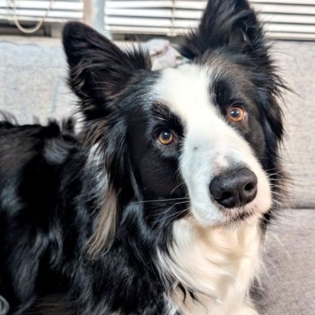 飼い主さんの声かけに耳を傾けるルークくん（画像提供：ボーダーのルークさん）