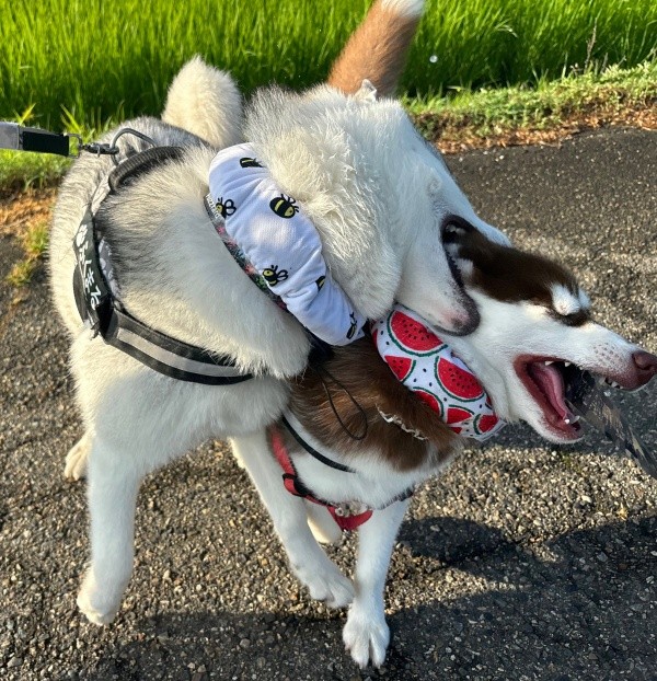 お兄ちゃんも負けてない！ 妹のぶなちゃんをハムハムする福丸くん（画像提供：ふくまる＋ぶな＝さん）