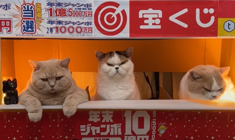 【金運・チャンス・良縁を招く】伝説の宝くじ売り場に祀られし黄色の猫神様 金運が上がる写真！？」宝くじ売り場で働く猫たちが話題 「招き猫