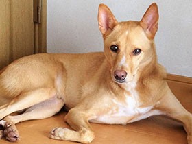 きゅうり大好きMIX「ゆう」　週末の幸せなまどろみタイム　